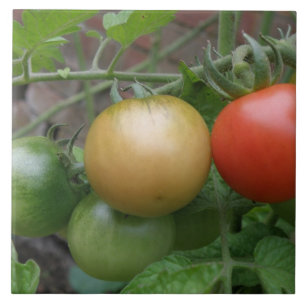 Traffic Light Tomatoes Tile