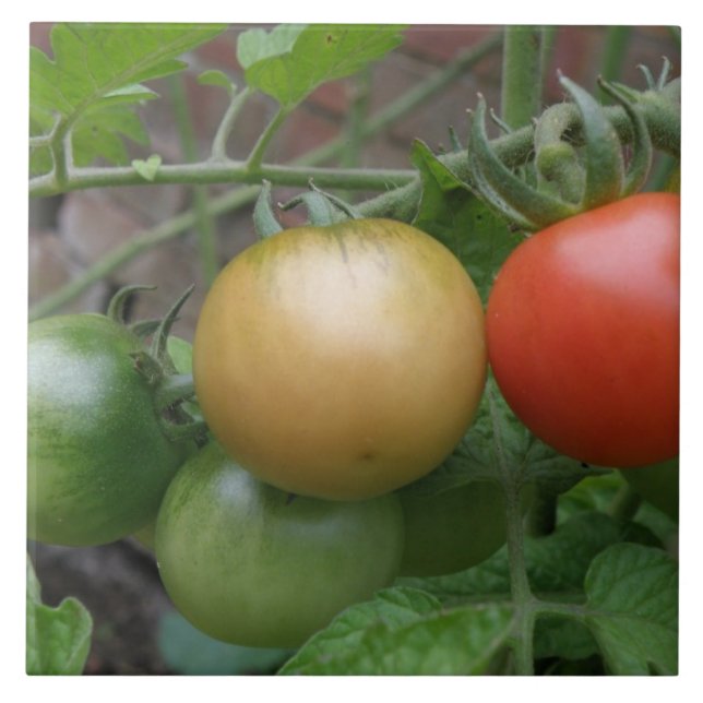 Traffic Light Tomatoes Tile (Front)