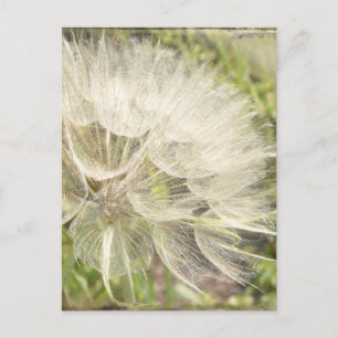 Tragopogon dubius - Yellow Goats Beard Postcard