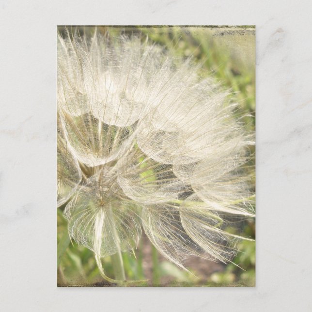Tragopogon dubius - Yellow Goats Beard Postcard (Front)