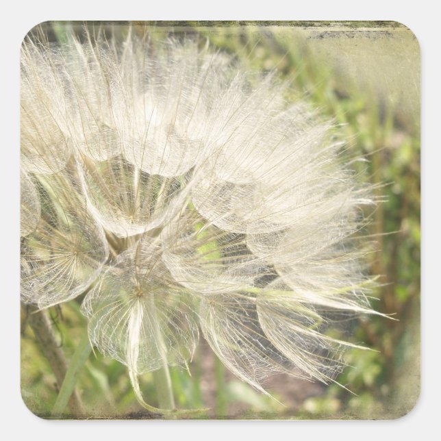 Tragopogon dubius - Yellow Goats Beard Square Sticker (Front)