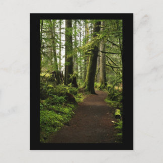 Trail Amongst Giants Postcard