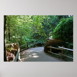 "Trail Break", Muir Woods Poster