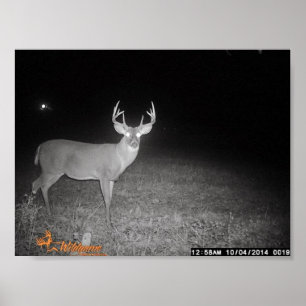 Trail Camera Buck Poster