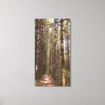 Trail in a Pine Tree Forest Photo 