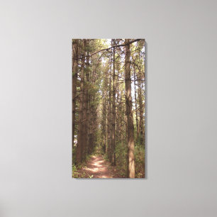 Trail in a Pine Tree Forest Photo Canvas Print
