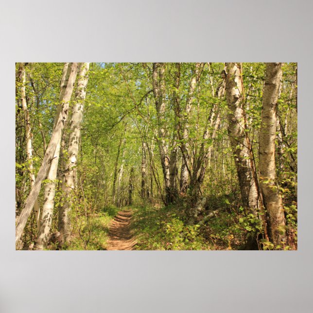 Trail Through Birches Poster (Front)