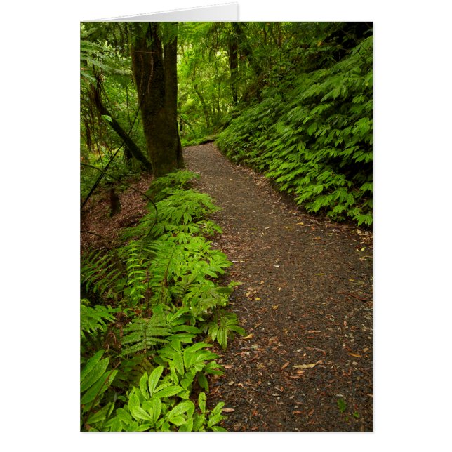 Trail Through the Forest (Front)