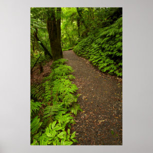 Trail Through the Forest Poster