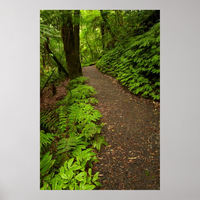 Trail Through the Forest Poster (Front)