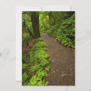 Trail Through the Forest Thank You Card