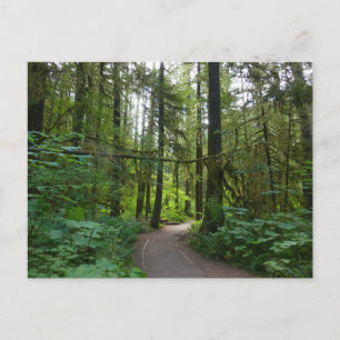 Trail to Marymere Falls I Postcard