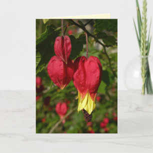 Trailing Abutilon Card
