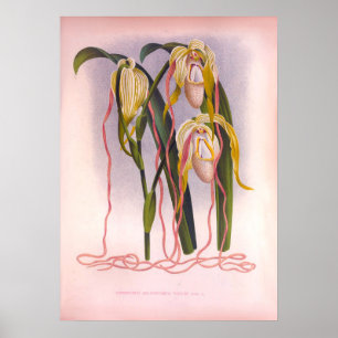 Trailing Orchids Vintage Cypripedium Selenipedium Poster
