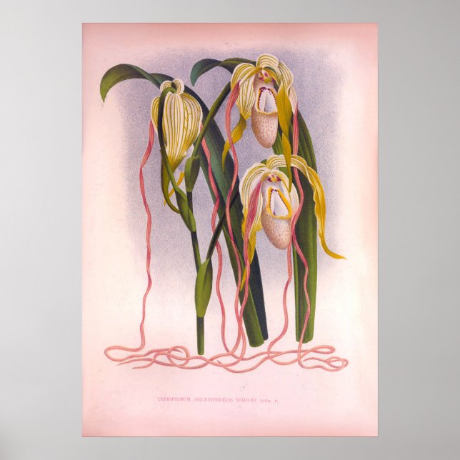 Trailing Orchids Vintage Cypripedium Selenipedium Poster (Front)