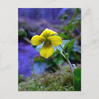 Trailing Yellow Violet 01 Postcard