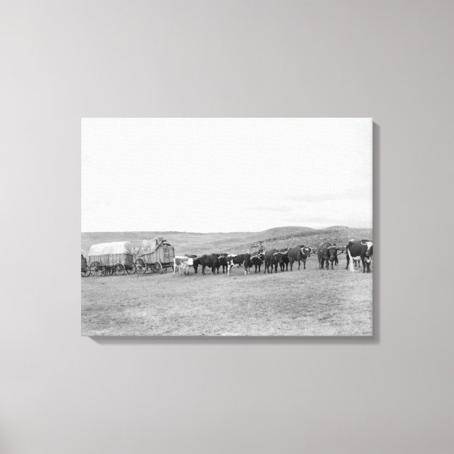 Train of Oxen and Wagons Headed for Black Hills Canvas Print (Front)
