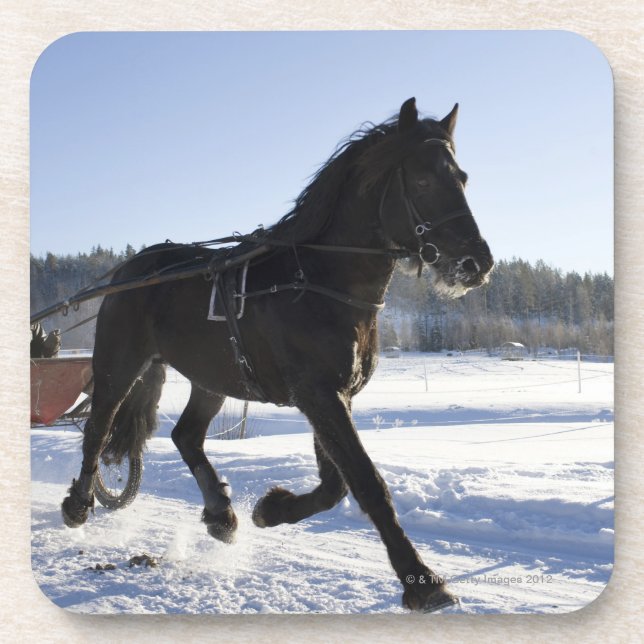 Training of horses in a wintry landscape, coaster (Front)