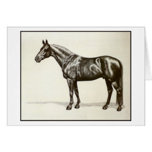 Trakehner Stallion