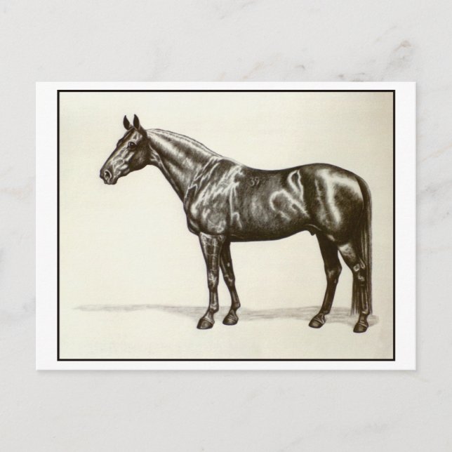 Trakehner Stallion Postcard (Front)