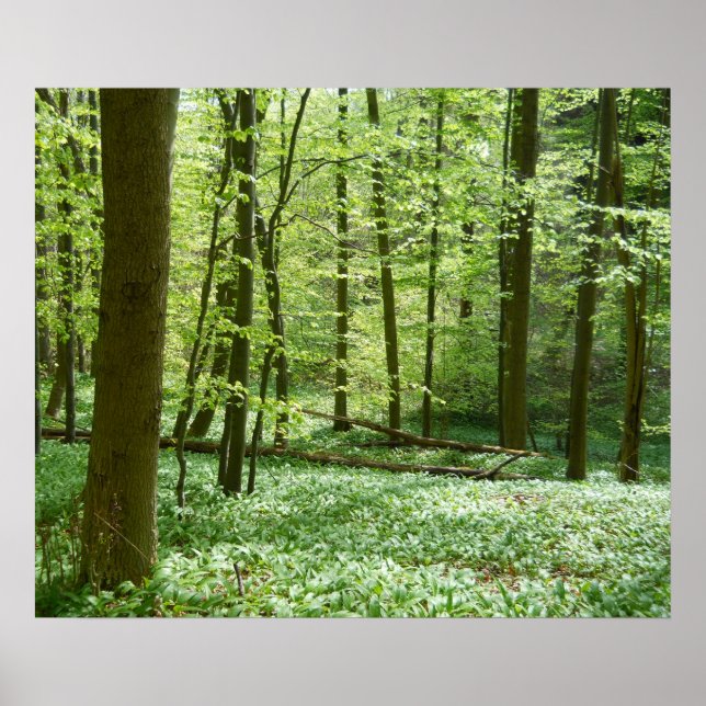 tranquil forest poster (Front)