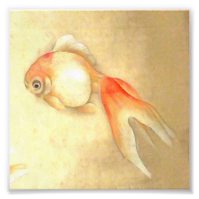 Tranquil Japanese Goldfish Photo Print (Front)