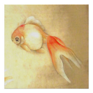 Tranquil Japanese Goldfish Poster