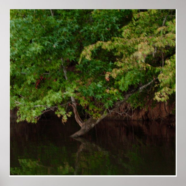 Tranquil Riverside Tree Scene Poster (Front)