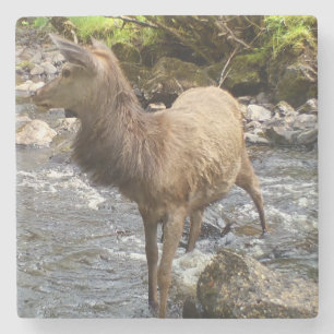 Tranquil Young Red Deer Stag River Woodland Scene Stone Coaster