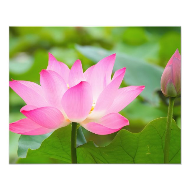 Tranquillity: A Pink Lotus Flower in Bloom Photo Print (Front)