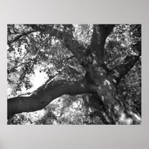 Tranquillity Poster