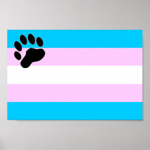 TransBear Poster