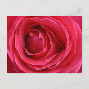 Transcendence Rose Holiday Postcard