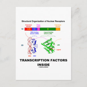 Transcription Factors Inside (Nuclear Receptors) Postcard