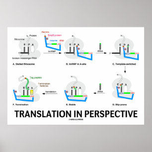 Translation In Perspective (tRNA Biology Protein) Poster