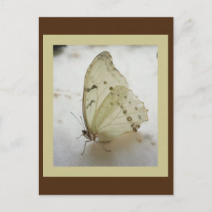 Transparent Butterfly Postcard