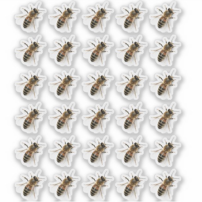Transparent Crawling Honeybee Photo Sticker (Front)