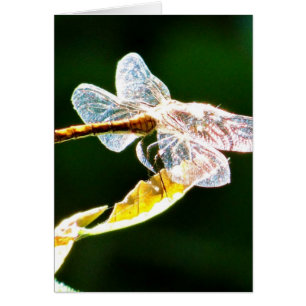 Transparent dragonfly