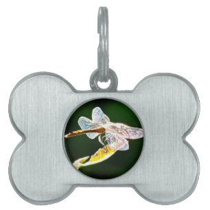 Transparent dragonfly pet name tag