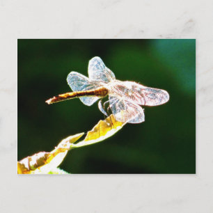 Transparent dragonfly postcard