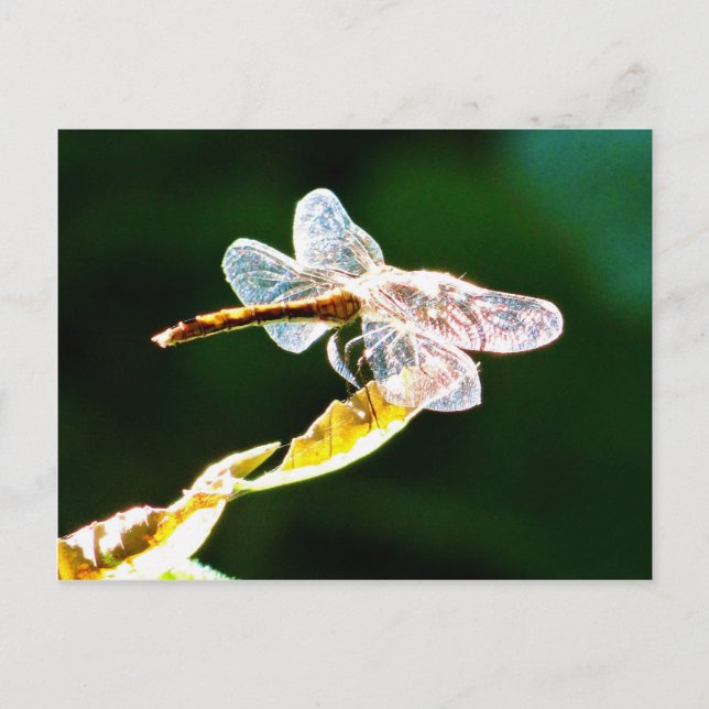 Transparent dragonfly postcard (Front)