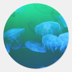 Transparent Jellyfish Classic Round Sticker