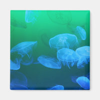 Transparent Jellyfish