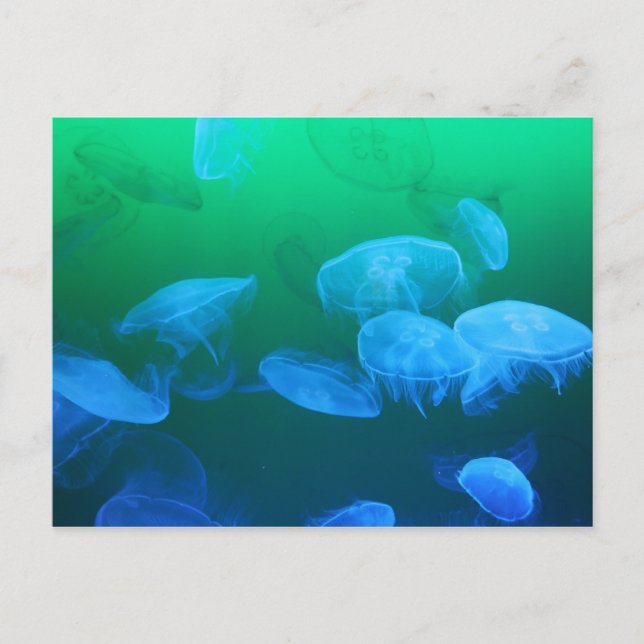 Transparent Jellyfish Postcard (Front)