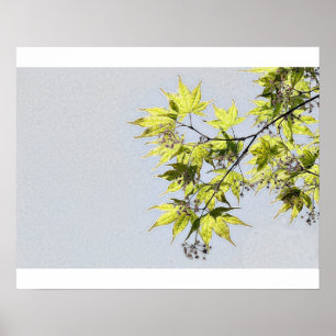 Transparent leaves of maple poster