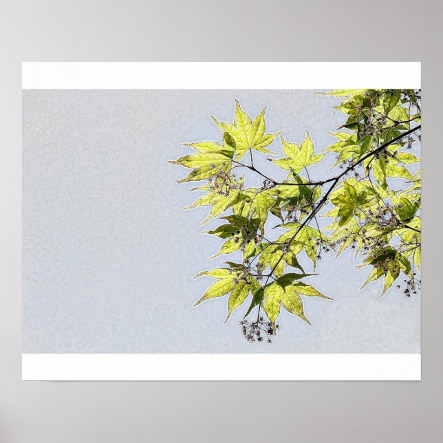 Transparent leaves of maple poster (Front)