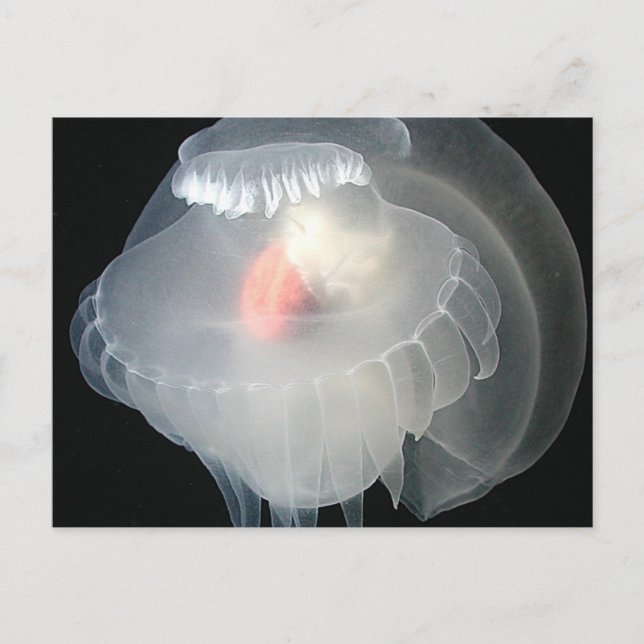 Transparent Sea Slug 2 Postcard (Front)