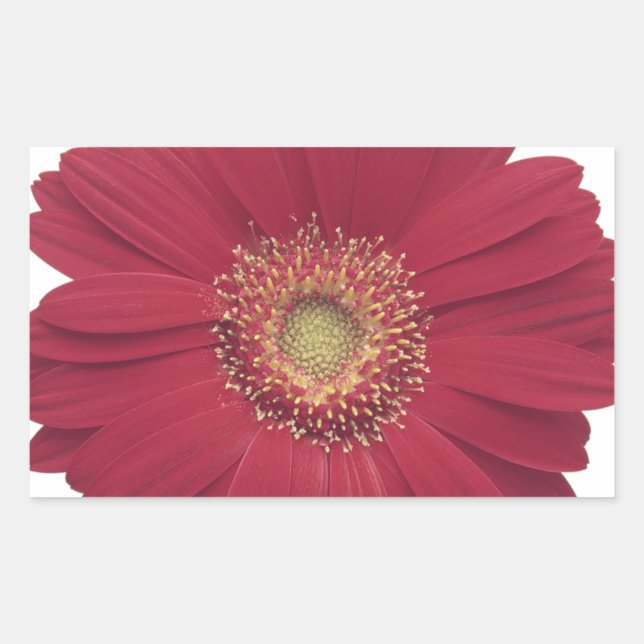 Transvaal daisy Common daisy Rectangular Sticker (Front)
