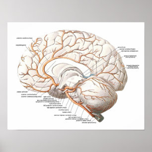 Transverse Section of the Brain Poster