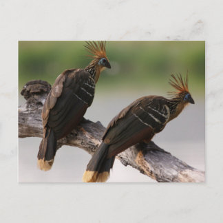 Travel collecting postcard 10